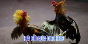 Đá gà cựa dao H19