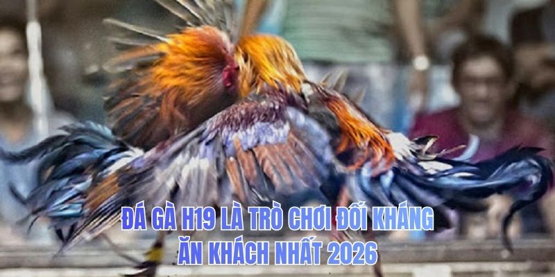 Đá gà H19 là trò chơi đối kháng ăn khách nhất 2026
