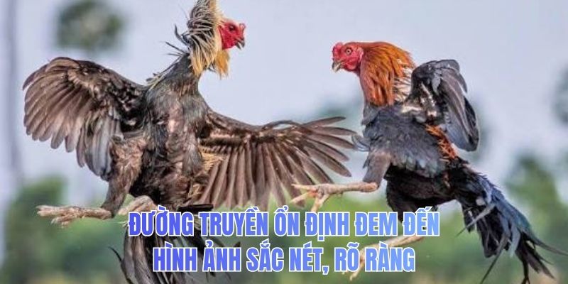 Đường truyền ổn định đem đến hình ảnh sắc nét, rõ ràng