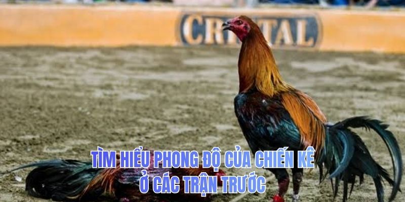 Tìm hiểu phong độ của chiến kê ở các trận trước