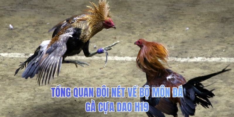 Tổng quan đôi nét về bộ môn đá gà cựa dao H19